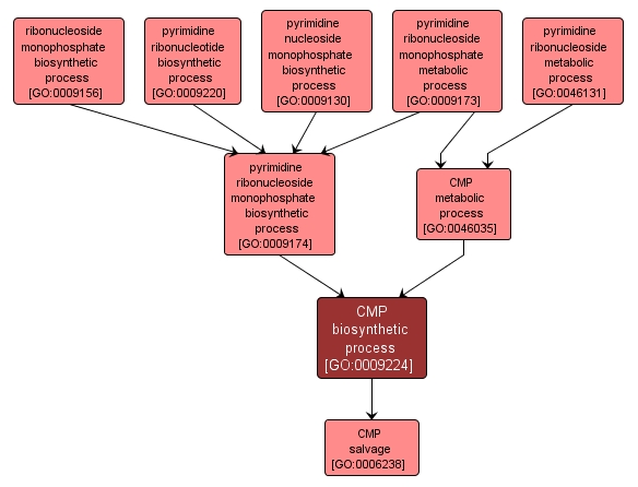 GO:0009224 - CMP biosynthetic process (interactive image map)