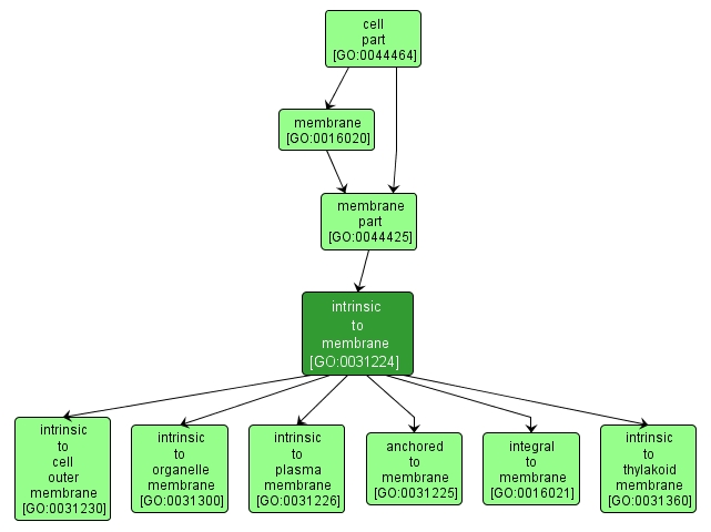 GO:0031224 - intrinsic to membrane (interactive image map)