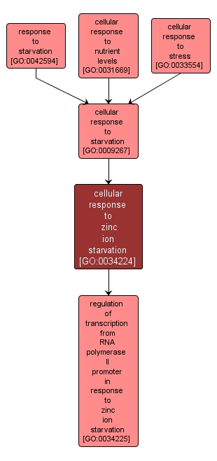 GO:0034224 - cellular response to zinc ion starvation (interactive image map)