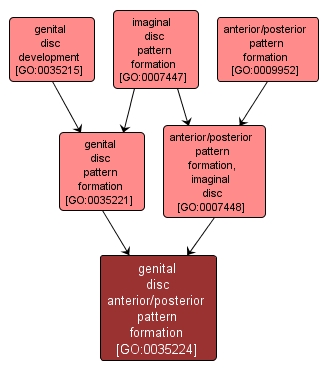 GO:0035224 - genital disc anterior/posterior pattern formation (interactive image map)