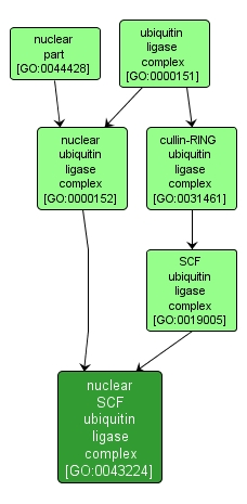 GO:0043224 - nuclear SCF ubiquitin ligase complex (interactive image map)