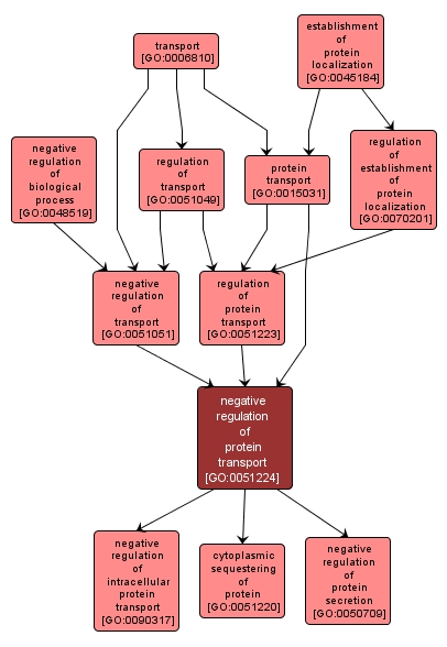 GO:0051224 - negative regulation of protein transport (interactive image map)