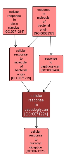 GO:0071224 - cellular response to peptidoglycan (interactive image map)