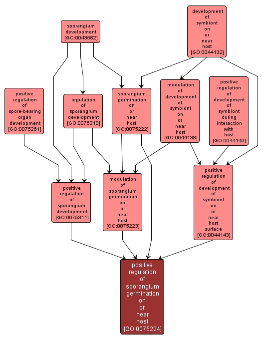 GO:0075224 - positive regulation of sporangium germination on or near host (interactive image map)