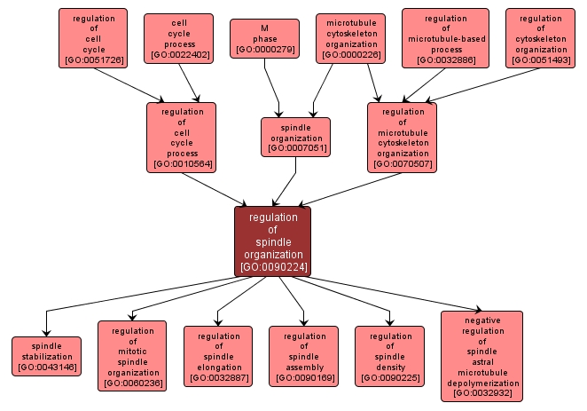 GO:0090224 - regulation of spindle organization (interactive image map)