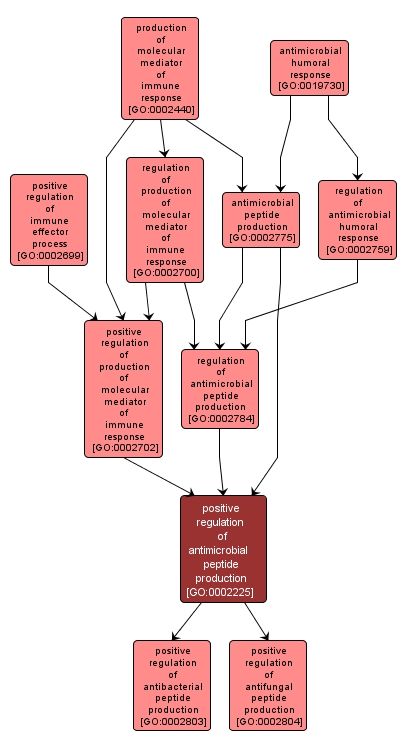 GO:0002225 - positive regulation of antimicrobial peptide production (interactive image map)