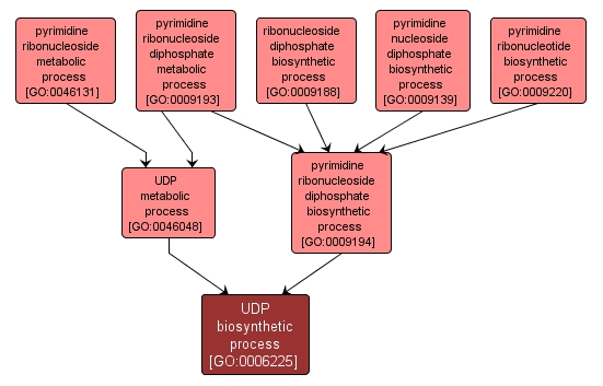 GO:0006225 - UDP biosynthetic process (interactive image map)