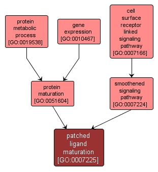 GO:0007225 - patched ligand maturation (interactive image map)