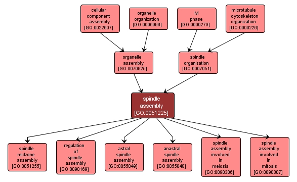 GO:0051225 - spindle assembly (interactive image map)