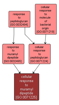 GO:0071225 - cellular response to muramyl dipeptide (interactive image map)
