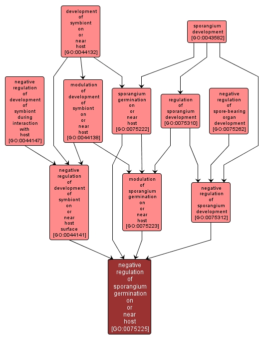 GO:0075225 - negative regulation of sporangium germination on or near host (interactive image map)