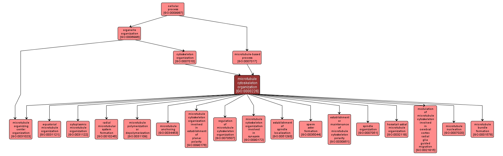 GO:0000226 - microtubule cytoskeleton organization (interactive image map)