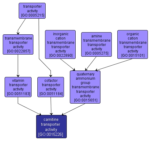 GO:0015226 - carnitine transporter activity (interactive image map)