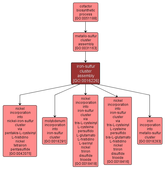 GO:0016226 - iron-sulfur cluster assembly (interactive image map)