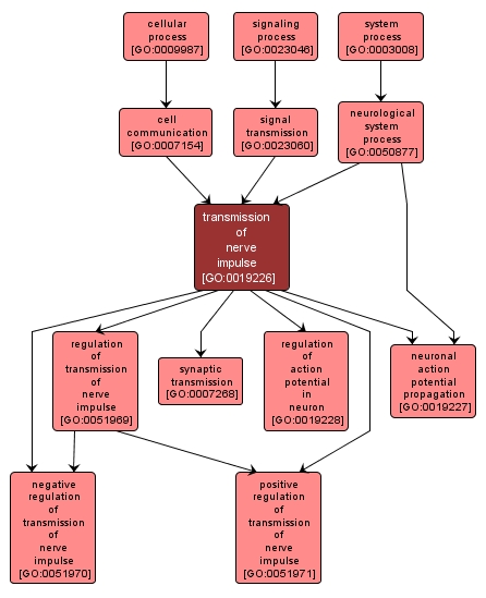 GO:0019226 - transmission of nerve impulse (interactive image map)