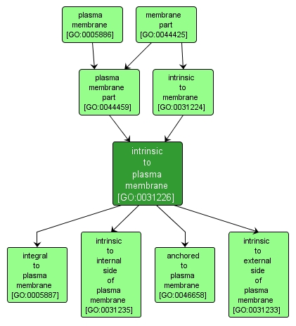 GO:0031226 - intrinsic to plasma membrane (interactive image map)