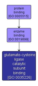 GO:0035226 - glutamate-cysteine ligase catalytic subunit binding (interactive image map)