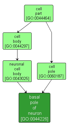 GO:0044226 - basal pole of neuron (interactive image map)