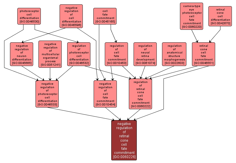 GO:0060226 - negative regulation of retinal cone cell fate commitment (interactive image map)