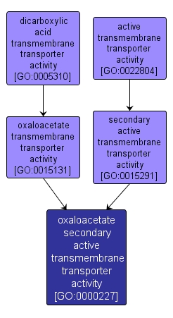 GO:0000227 - oxaloacetate secondary active transmembrane transporter activity (interactive image map)