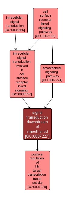 GO:0007227 - signal transduction downstream of smoothened (interactive image map)