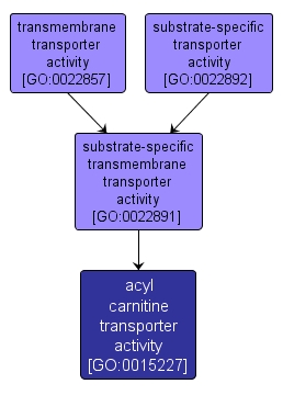 GO:0015227 - acyl carnitine transporter activity (interactive image map)