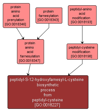 GO:0018227 - peptidyl-S-12-hydroxyfarnesyl-L-cysteine biosynthetic process from peptidyl-cysteine (interactive image map)