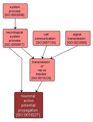 GO:0019227 - neuronal action potential propagation (interactive image map)