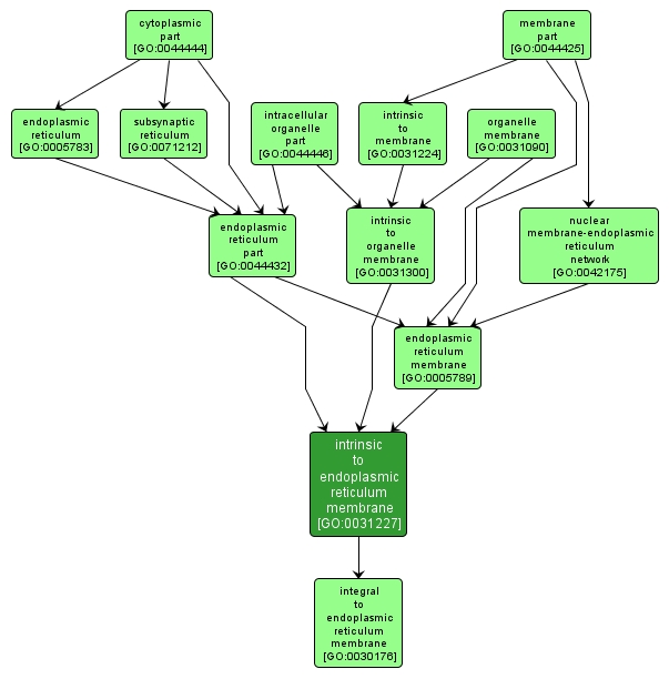 GO:0031227 - intrinsic to endoplasmic reticulum membrane (interactive image map)