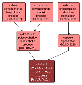 GO:0045227 - capsule polysaccharide biosynthetic process (interactive image map)
