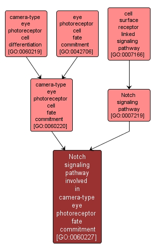 GO:0060227 - Notch signaling pathway involved in camera-type eye photoreceptor fate commitment (interactive image map)