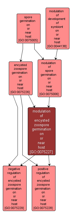 GO:0075227 - modulation of encysted zoospore germination on or near host (interactive image map)