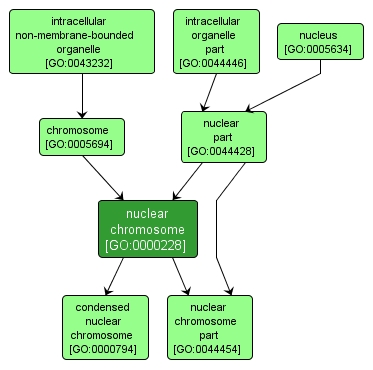 GO:0000228 - nuclear chromosome (interactive image map)