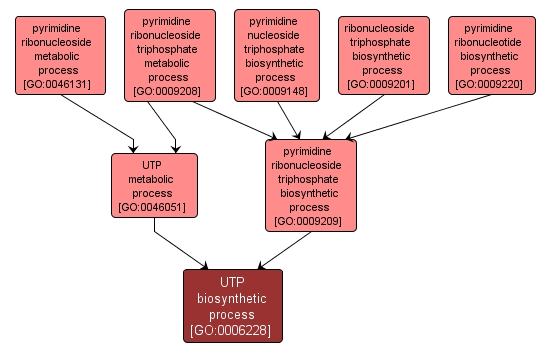 GO:0006228 - UTP biosynthetic process (interactive image map)