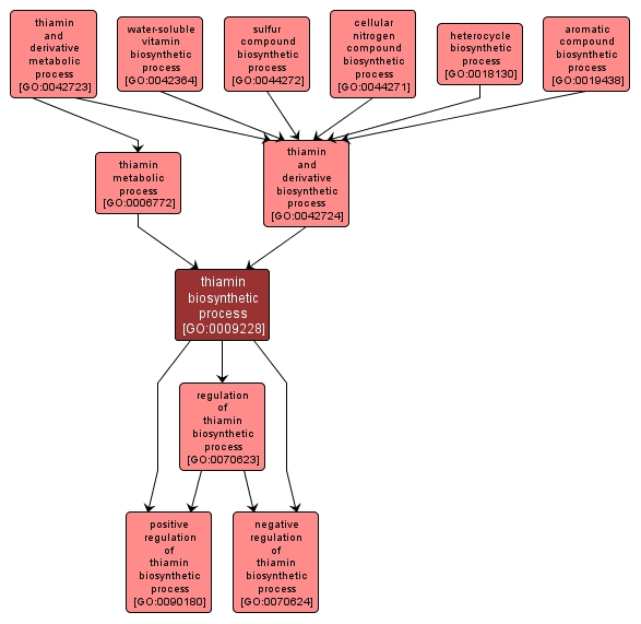 GO:0009228 - thiamin biosynthetic process (interactive image map)