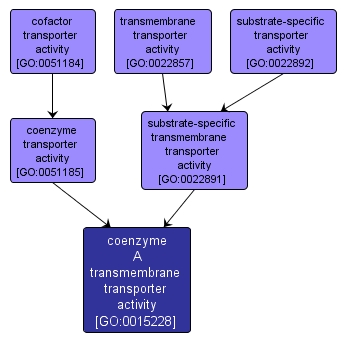 GO:0015228 - coenzyme A transmembrane transporter activity (interactive image map)