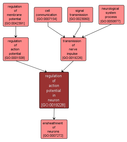 GO:0019228 - regulation of action potential in neuron (interactive image map)