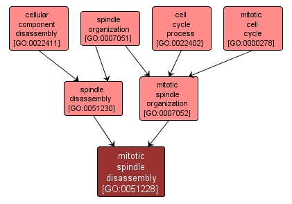 GO:0051228 - mitotic spindle disassembly (interactive image map)