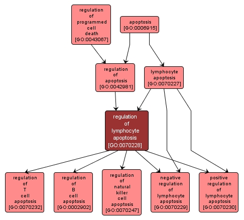 GO:0070228 - regulation of lymphocyte apoptosis (interactive image map)