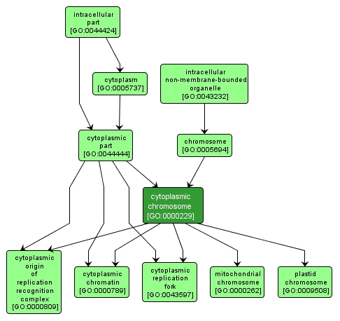 GO:0000229 - cytoplasmic chromosome (interactive image map)