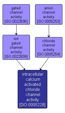GO:0005229 - intracellular calcium activated chloride channel activity (interactive image map)