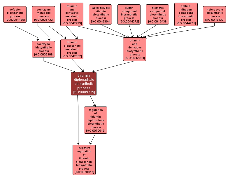 GO:0009229 - thiamin diphosphate biosynthetic process (interactive image map)