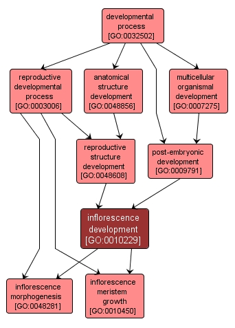 GO:0010229 - inflorescence development (interactive image map)