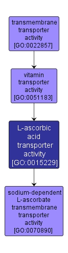 GO:0015229 - L-ascorbic acid transporter activity (interactive image map)