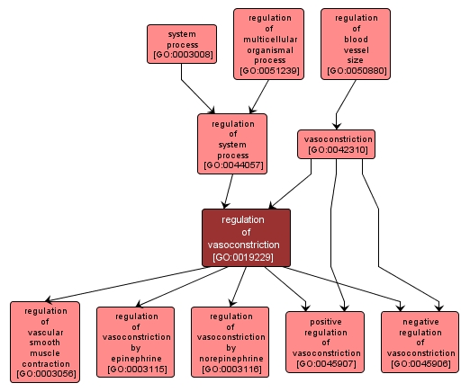 GO:0019229 - regulation of vasoconstriction (interactive image map)