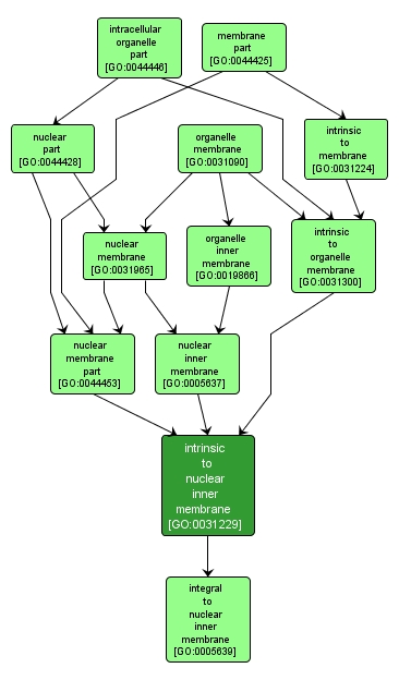 GO:0031229 - intrinsic to nuclear inner membrane (interactive image map)