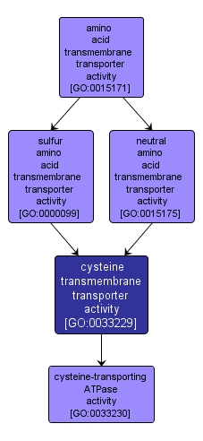GO:0033229 - cysteine transmembrane transporter activity (interactive image map)