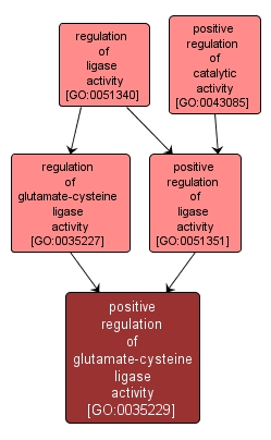GO:0035229 - positive regulation of glutamate-cysteine ligase activity (interactive image map)