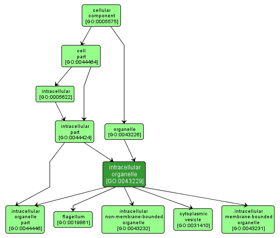 GO:0043229 - intracellular organelle (interactive image map)