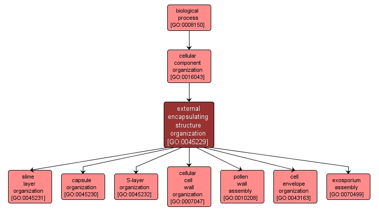 GO:0045229 - external encapsulating structure organization (interactive image map)